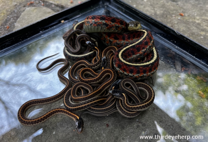 Coast Garter Snakes